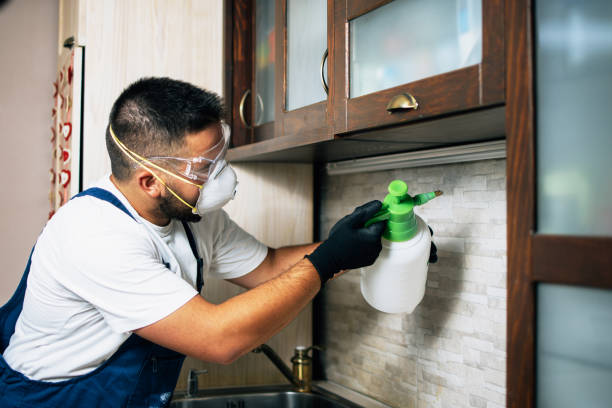 Best Local Pest Control Services  in Quincy, CA