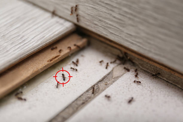 Best Exterminator Services  in Quincy, CA