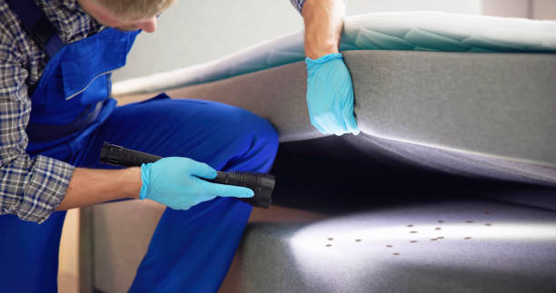 Best Termite Control Services  in Quincy, CA