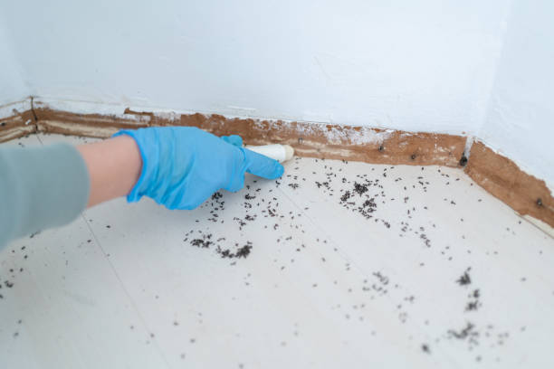 Best Affordable Exterminators  in Quincy, CA
